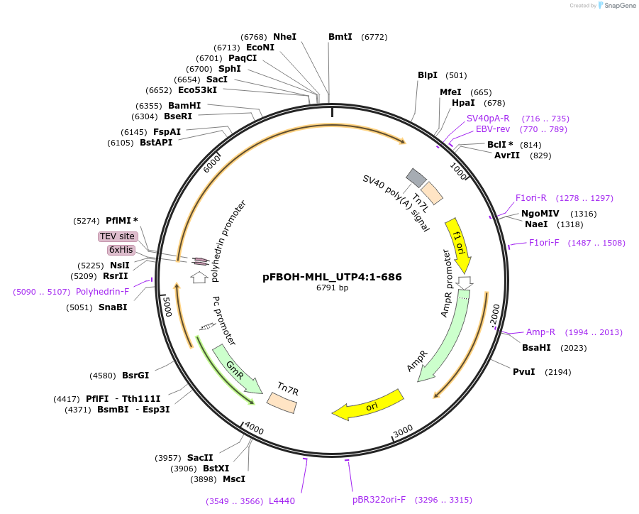 210915-plasmid-map-sequence-id-426153