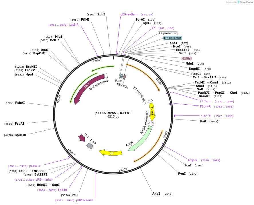 206333-plasmid-map-sequence-id-426154