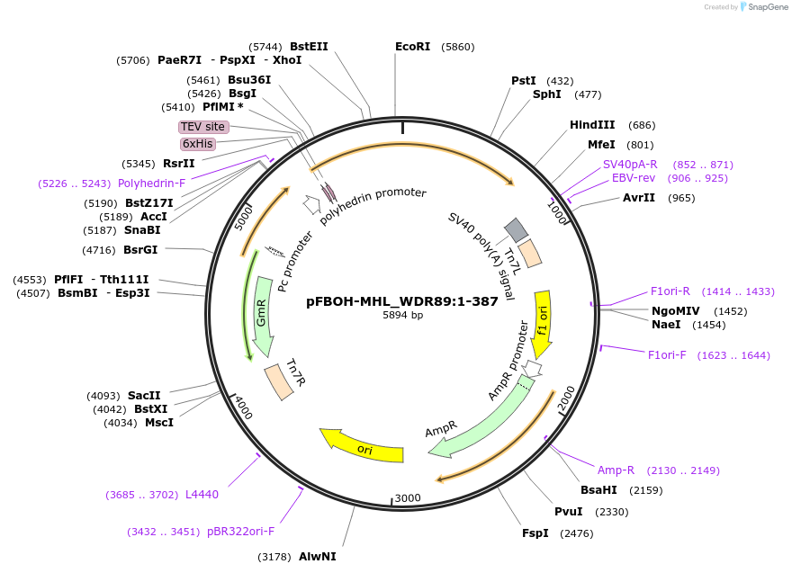 210916-plasmid-map-sequence-id-426155