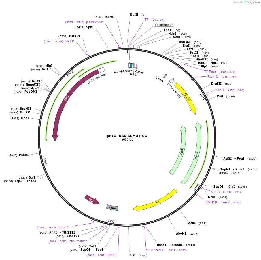 215799-plasmid-map-sequence-id-426158