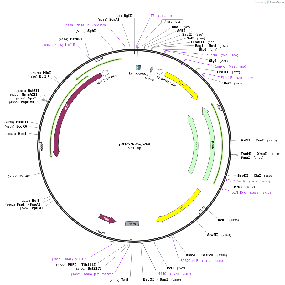 215810-plasmid-map-sequence-id-426159