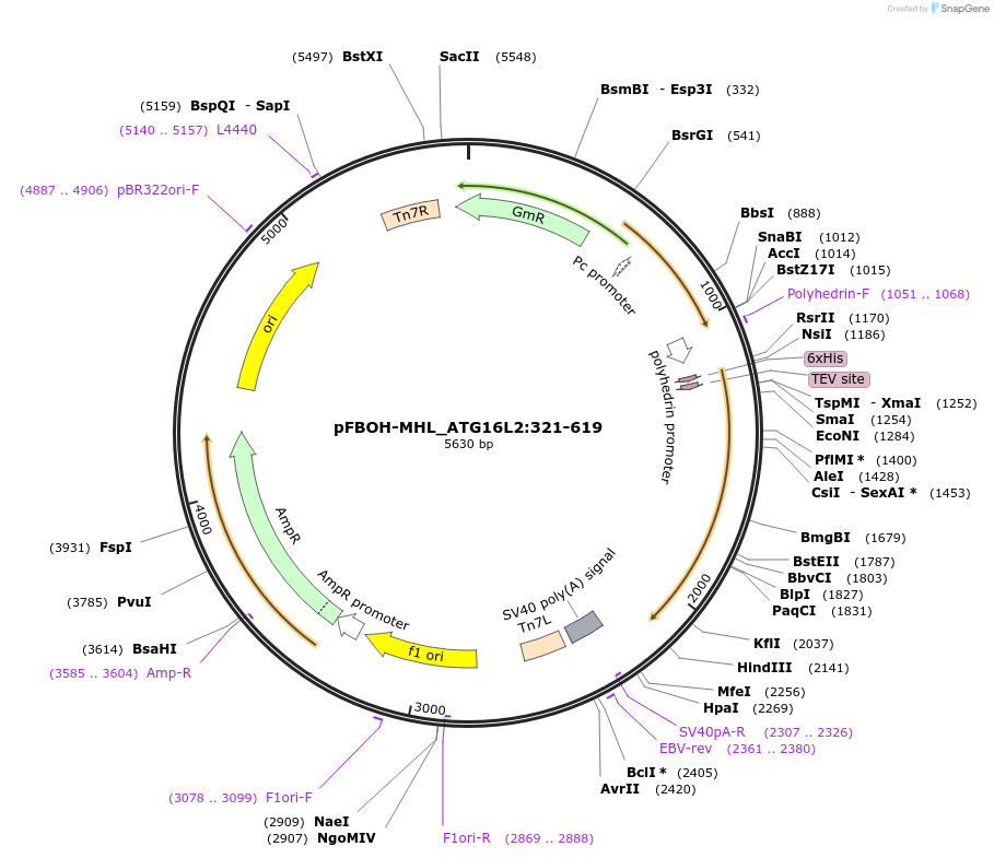210918-plasmid-map-sequence-id-426196
