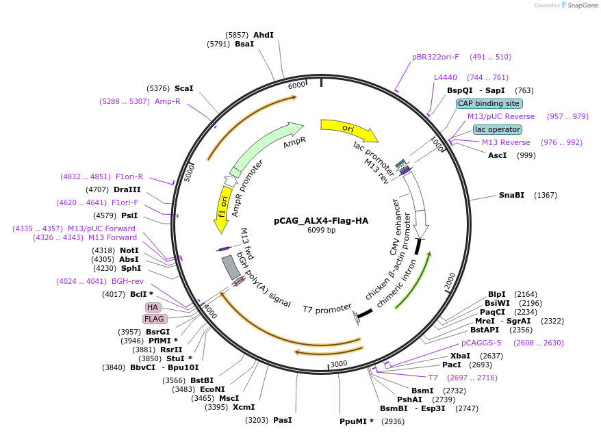 215028-plasmid-map-sequence-id-426199