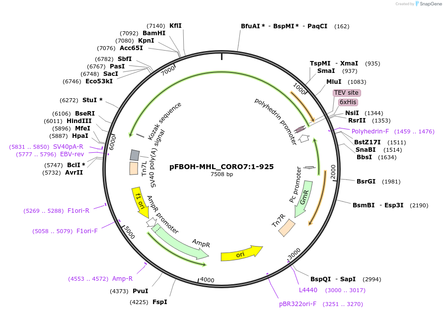 210921-plasmid-map-sequence-id-426202