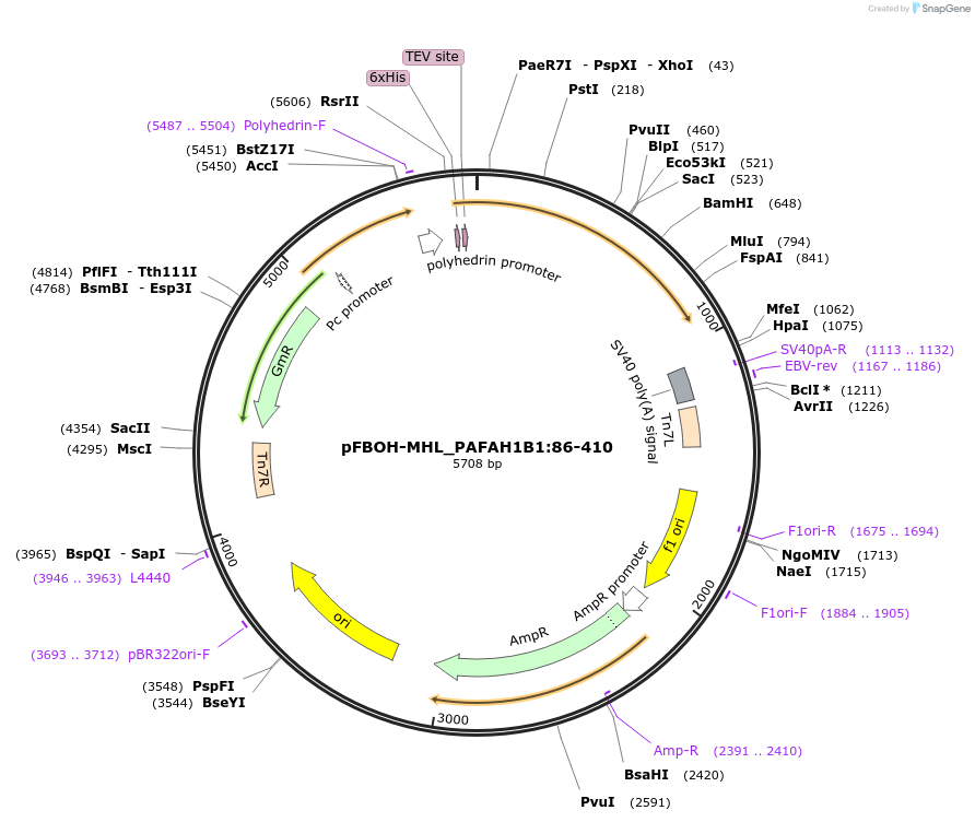 210923-plasmid-map-sequence-id-426204