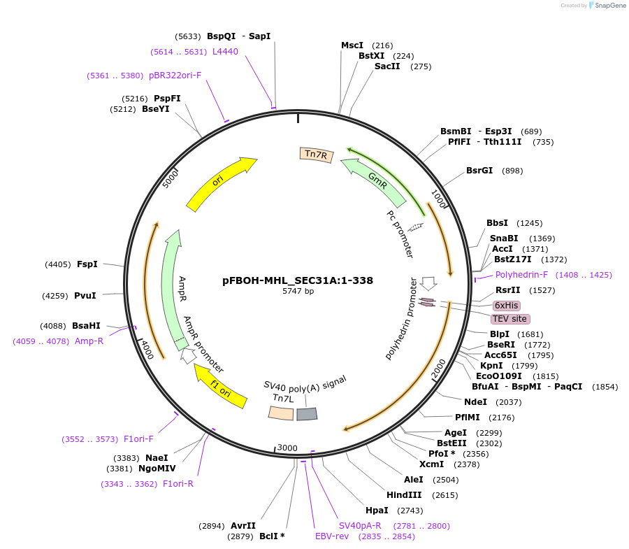 210925-plasmid-map-sequence-id-426207
