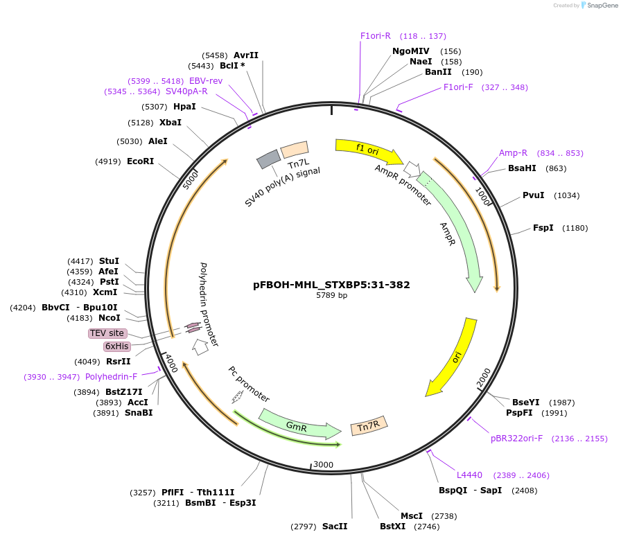 210926-plasmid-map-sequence-id-426210