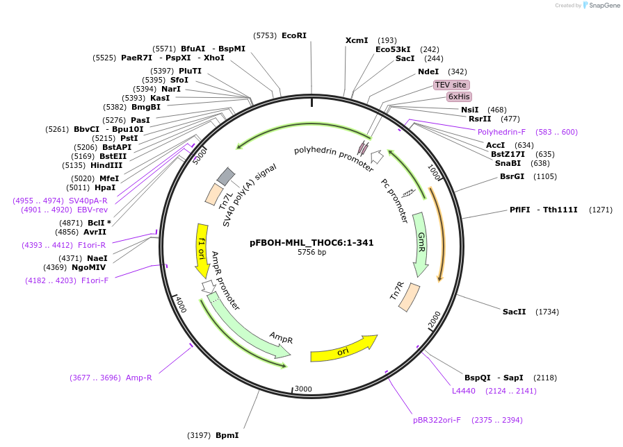 210927-plasmid-map-sequence-id-426211