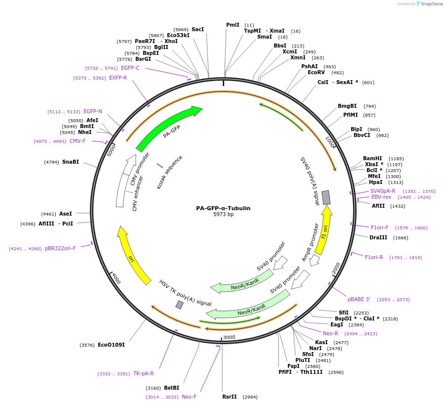 213900-plasmid-map-sequence-id-426213