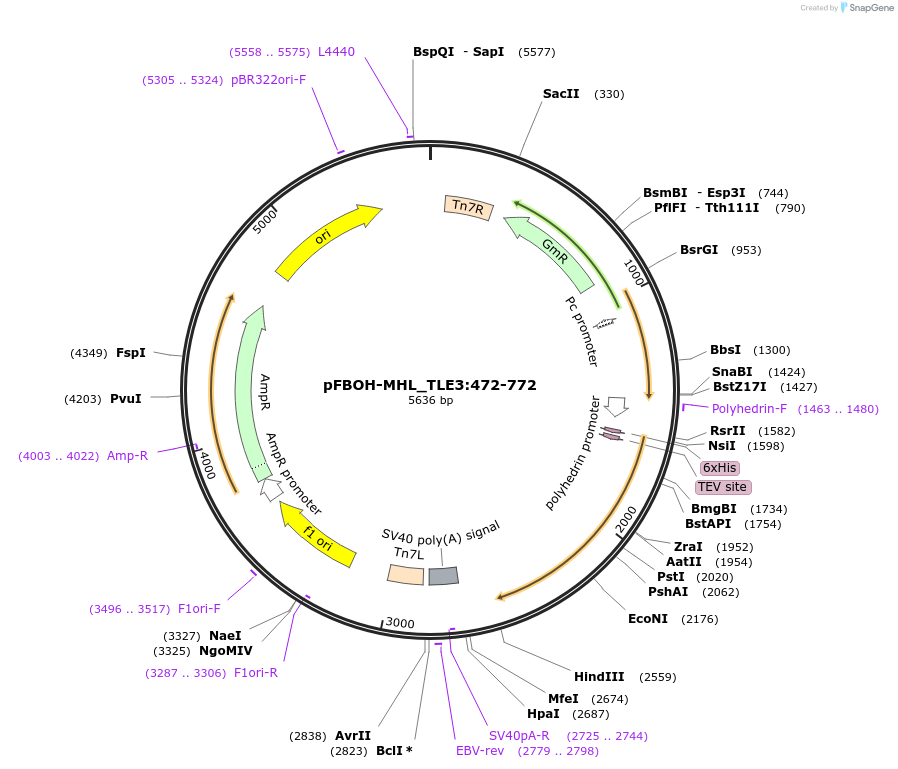 210928-plasmid-map-sequence-id-426218