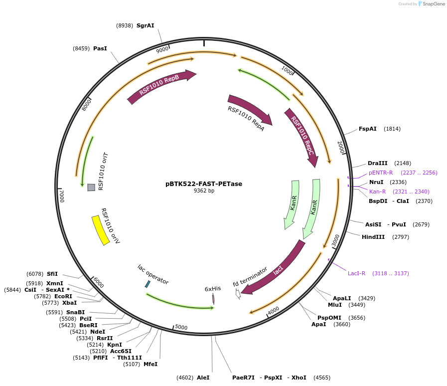 214754-plasmid-map-sequence-id-426226