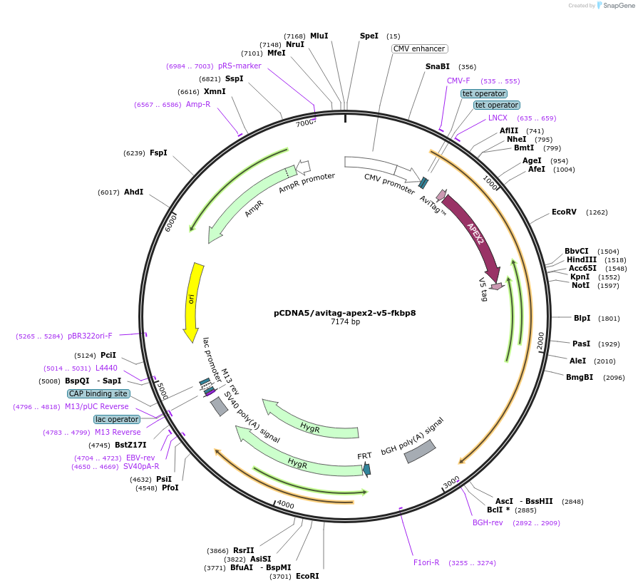 154460-plasmid-map-sequence-id-426229