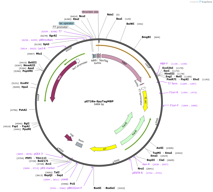 35050-plasmid-map-sequence-id-42623