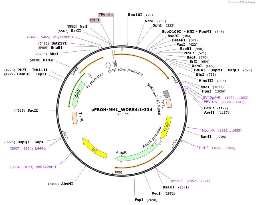 210931-plasmid-map-sequence-id-426237