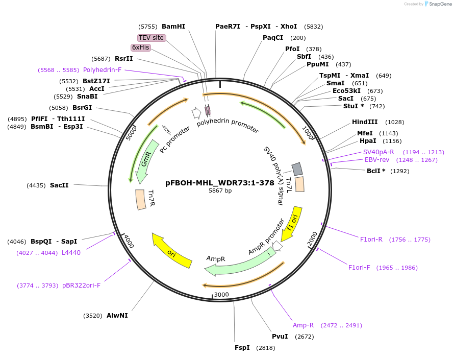 210932-plasmid-map-sequence-id-426238