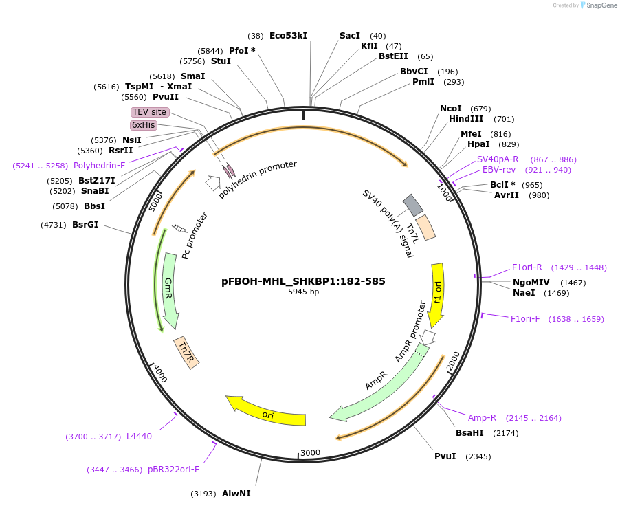 210935-plasmid-map-sequence-id-426241