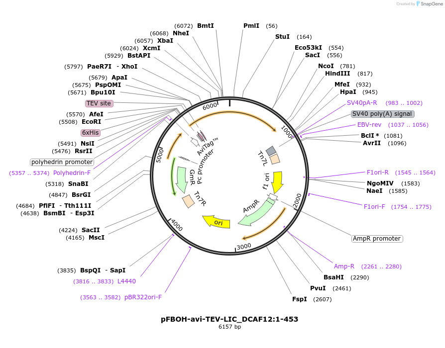 210940-plasmid-map-sequence-id-426247