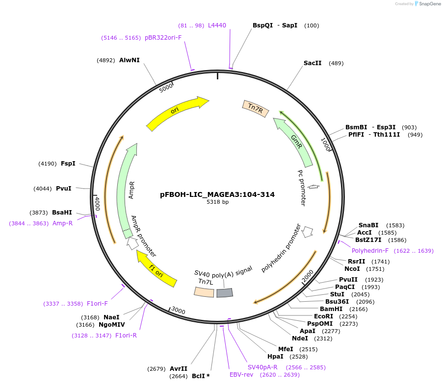 210941-plasmid-map-sequence-id-426251