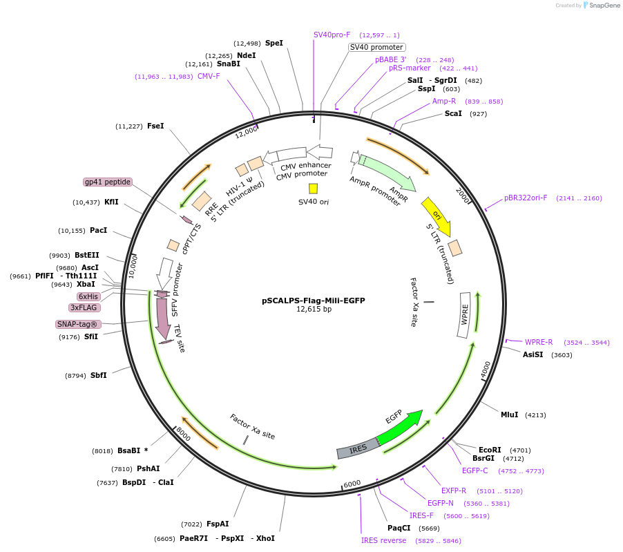 212576-plasmid-map-sequence-id-426255