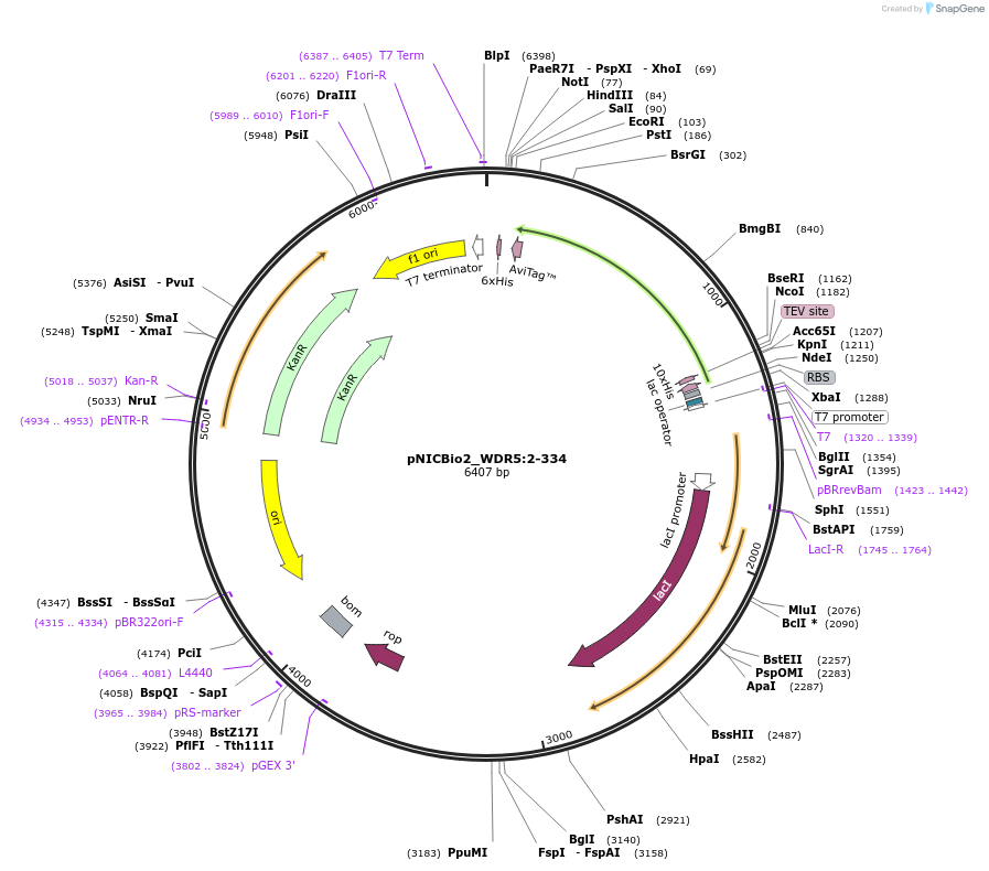 211027-plasmid-map-sequence-id-426277