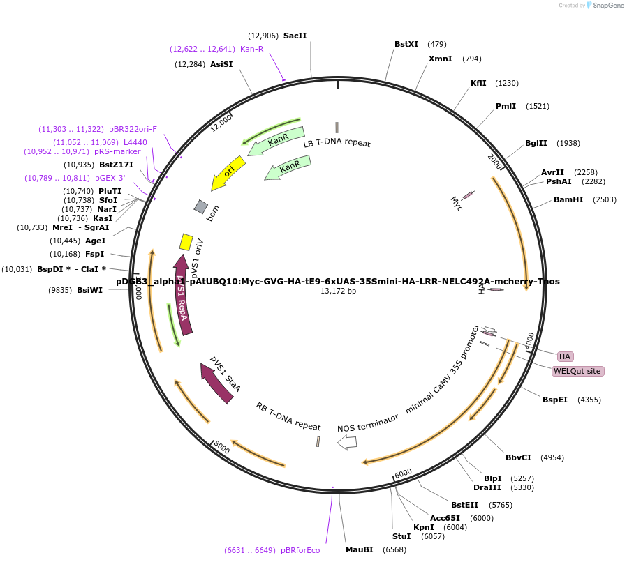 211845-plasmid-map-sequence-id-426288