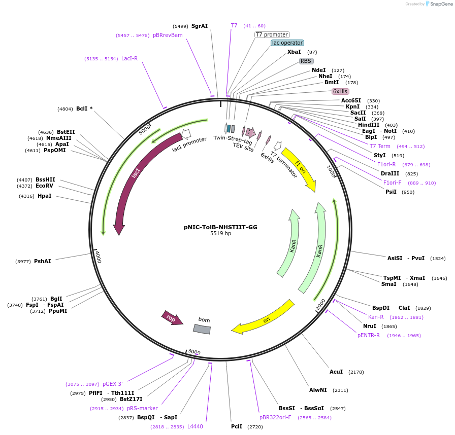 215792-plasmid-map-sequence-id-426302