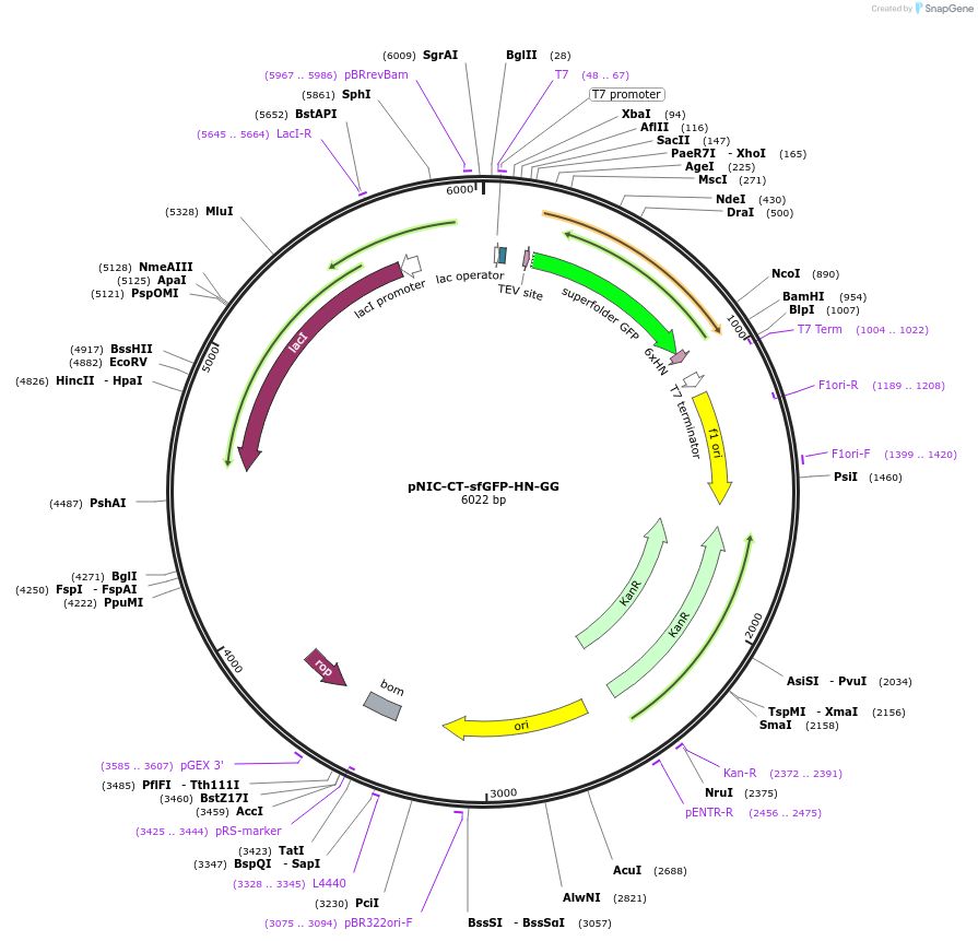 215803-plasmid-map-sequence-id-426303