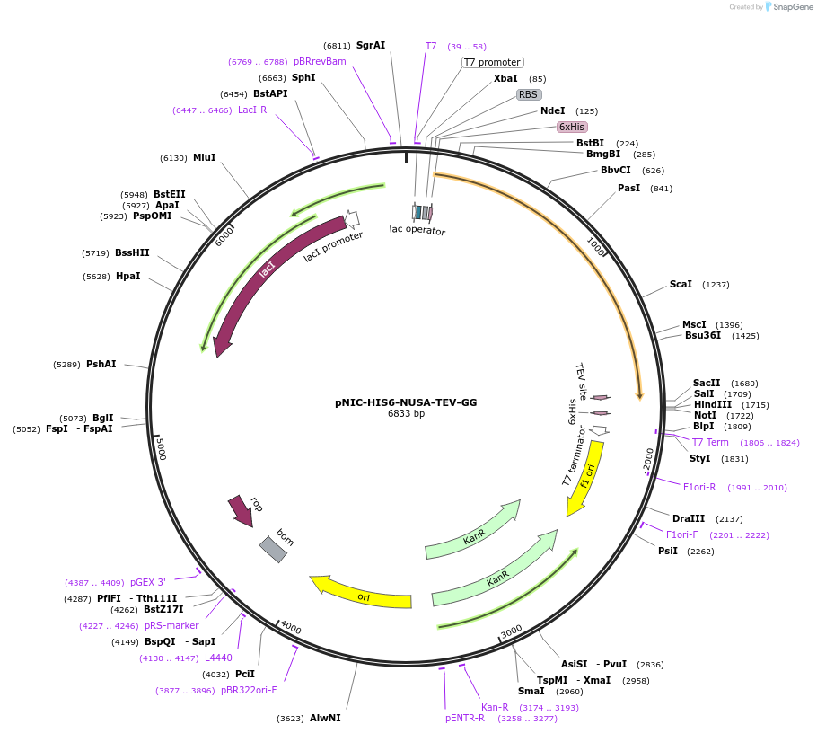 215798-plasmid-map-sequence-id-426306
