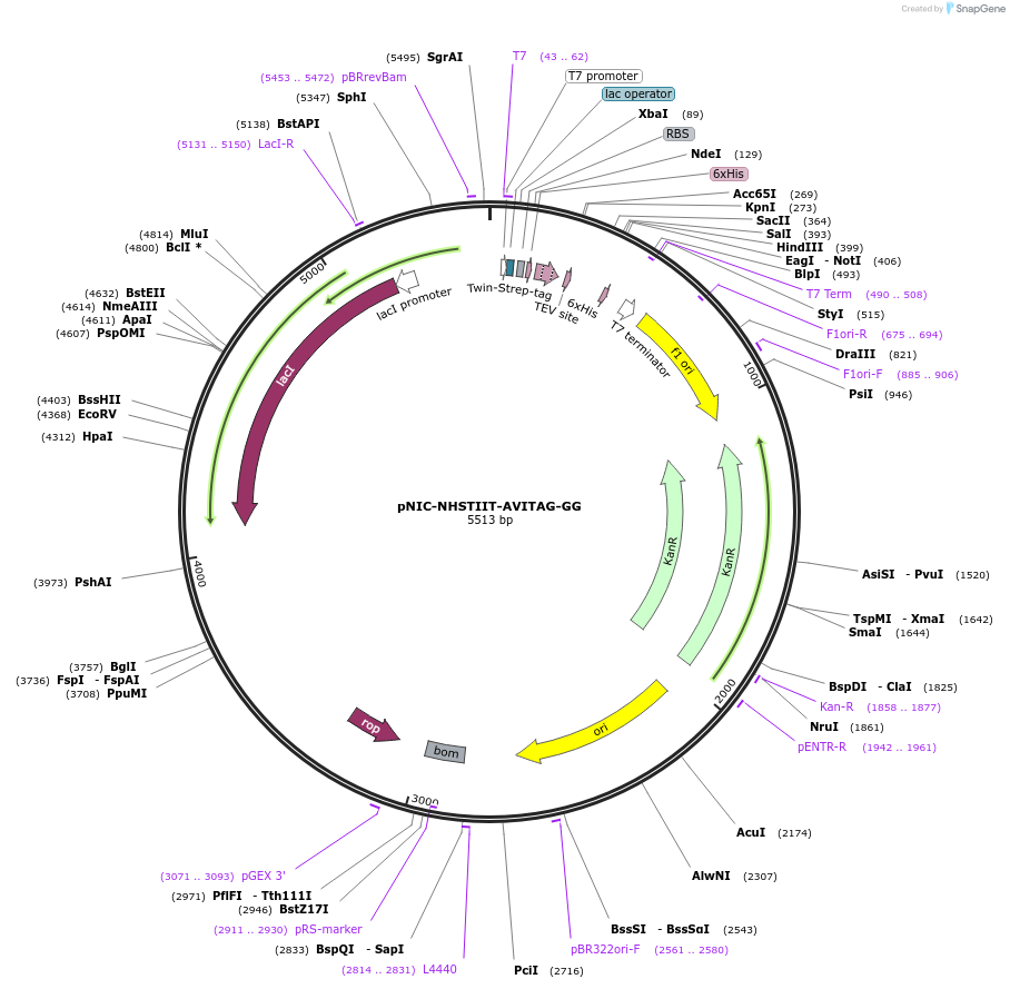 215802-plasmid-map-sequence-id-426307