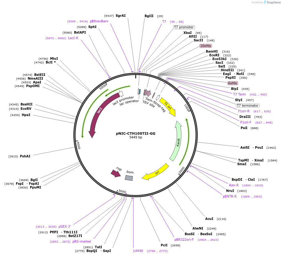 215804-plasmid-map-sequence-id-426308