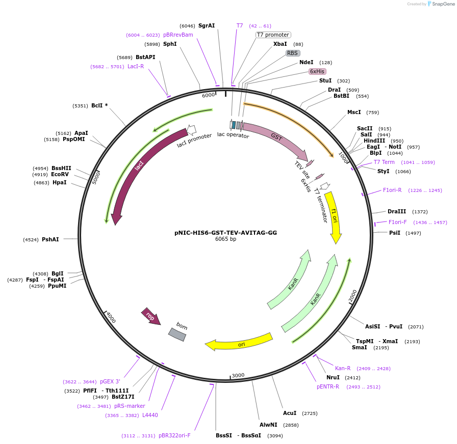 215809-plasmid-map-sequence-id-426310