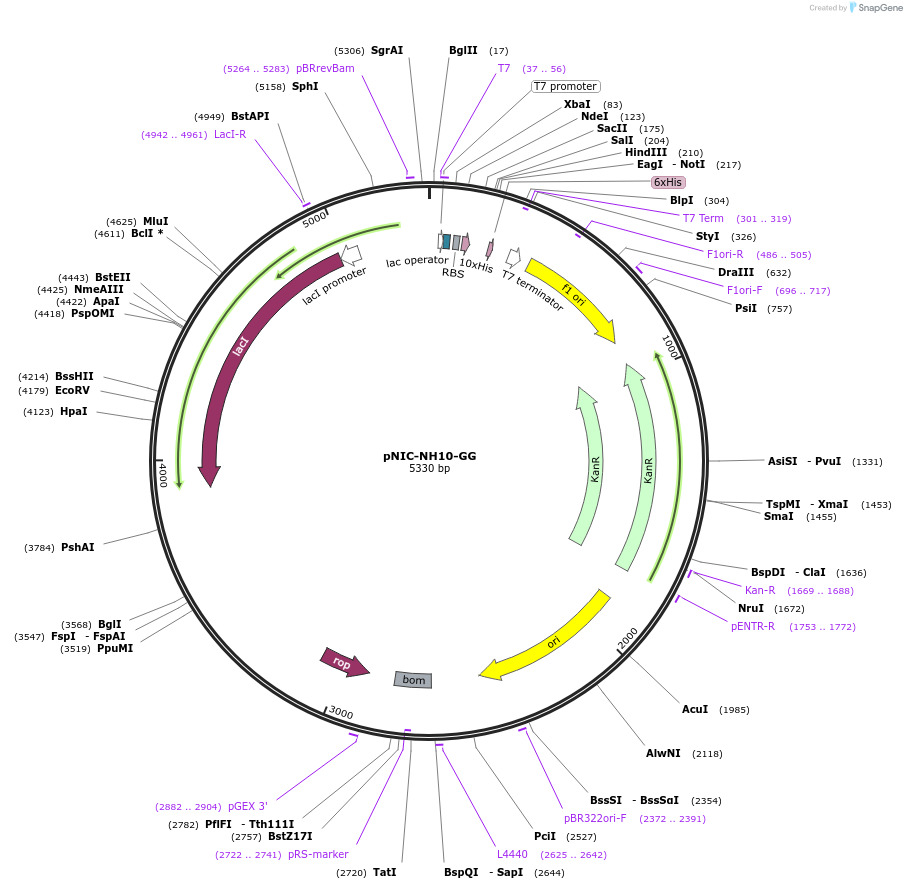 215806-plasmid-map-sequence-id-426314