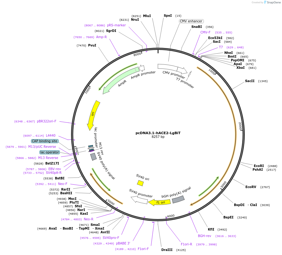 215837-plasmid-map-sequence-id-426315