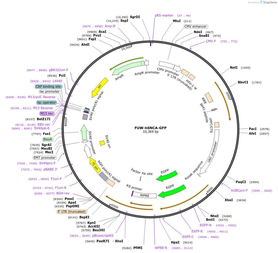 215489-plasmid-map-sequence-id-426316