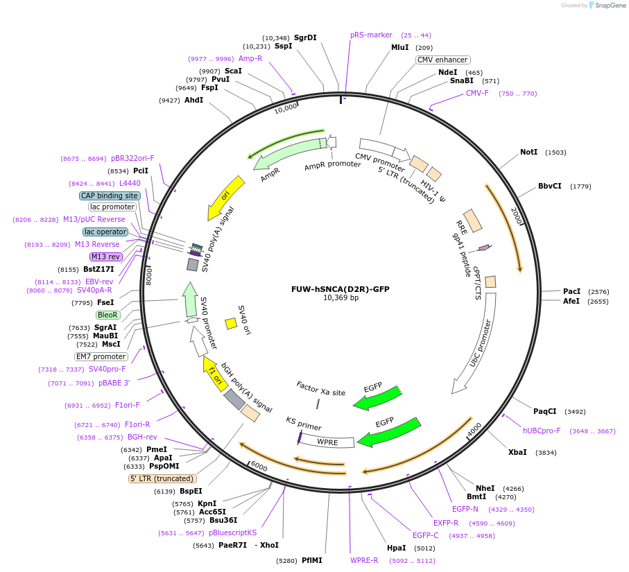 215490-plasmid-map-sequence-id-426320