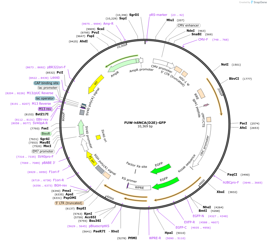 215491-plasmid-map-sequence-id-426325