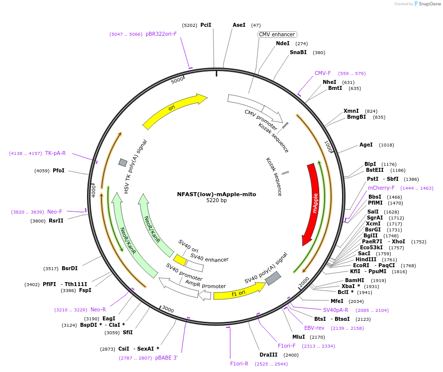 214415-plasmid-map-sequence-id-426327