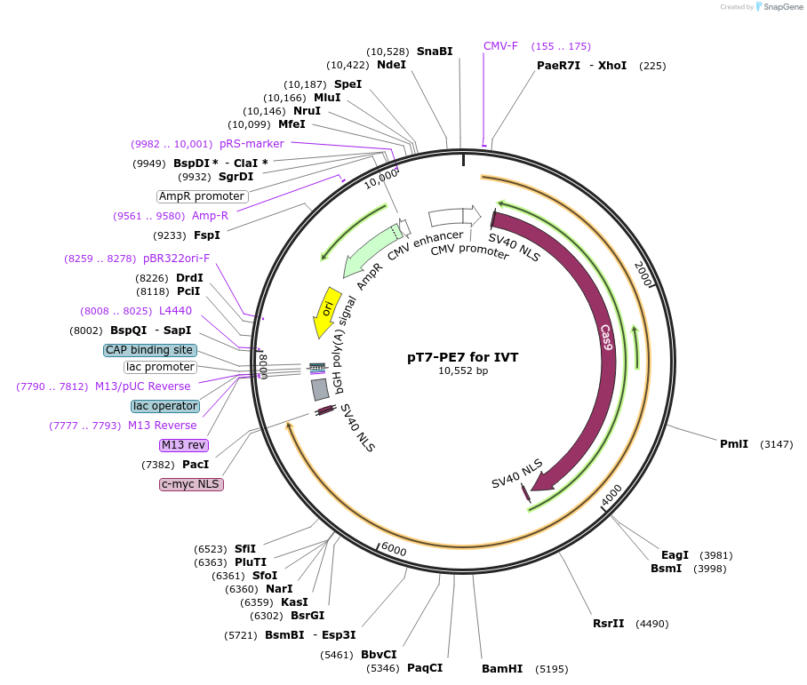 214813-plasmid-map-sequence-id-426331