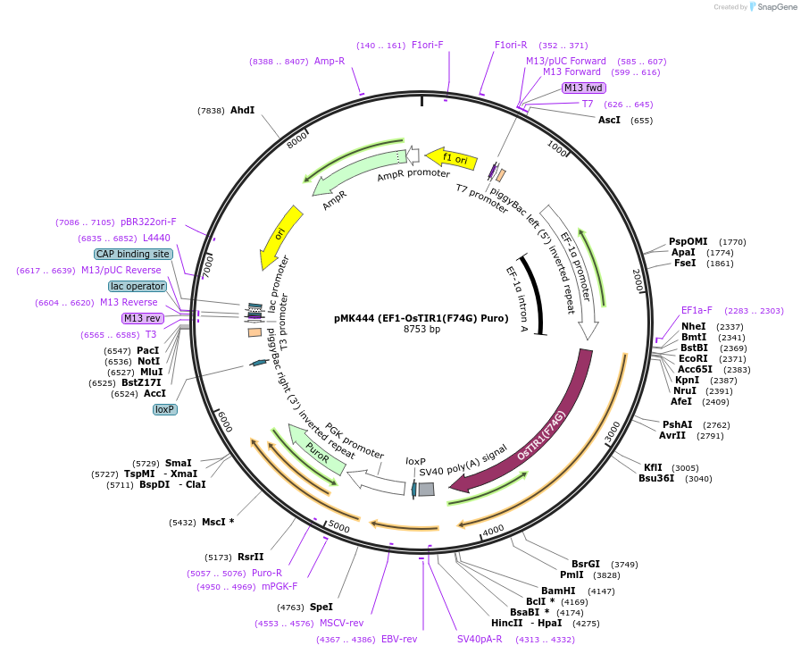 214374-plasmid-map-sequence-id-426333