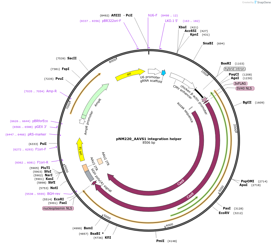 211864-plasmid-map-sequence-id-426338