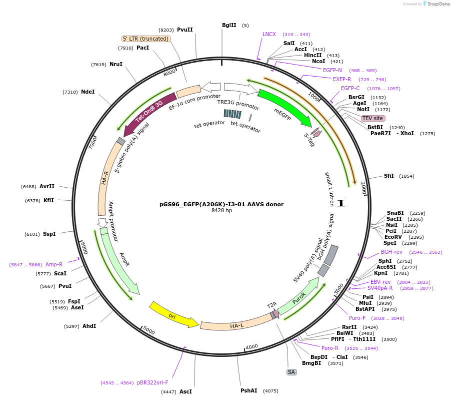 211865-plasmid-map-sequence-id-426339