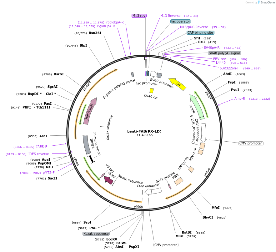 214422-plasmid-map-sequence-id-426349