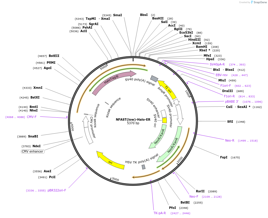 214419-plasmid-map-sequence-id-426351