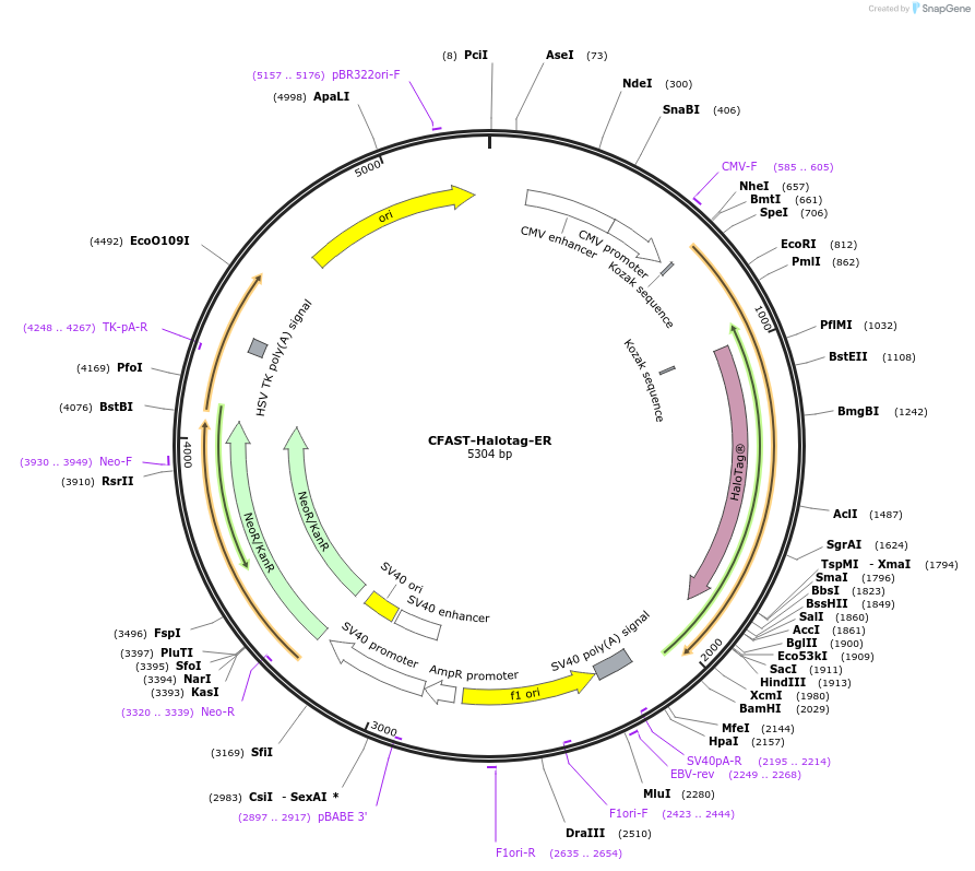 214413-plasmid-map-sequence-id-426352