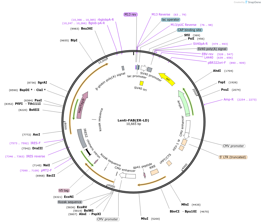 214420-plasmid-map-sequence-id-426353