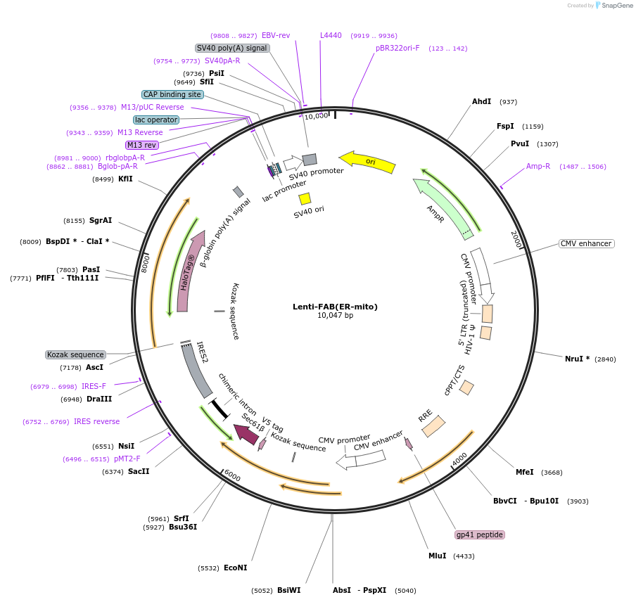 214423-plasmid-map-sequence-id-426355