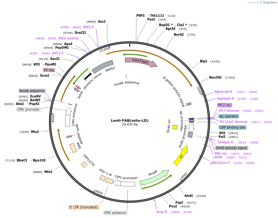 214421-plasmid-map-sequence-id-426356
