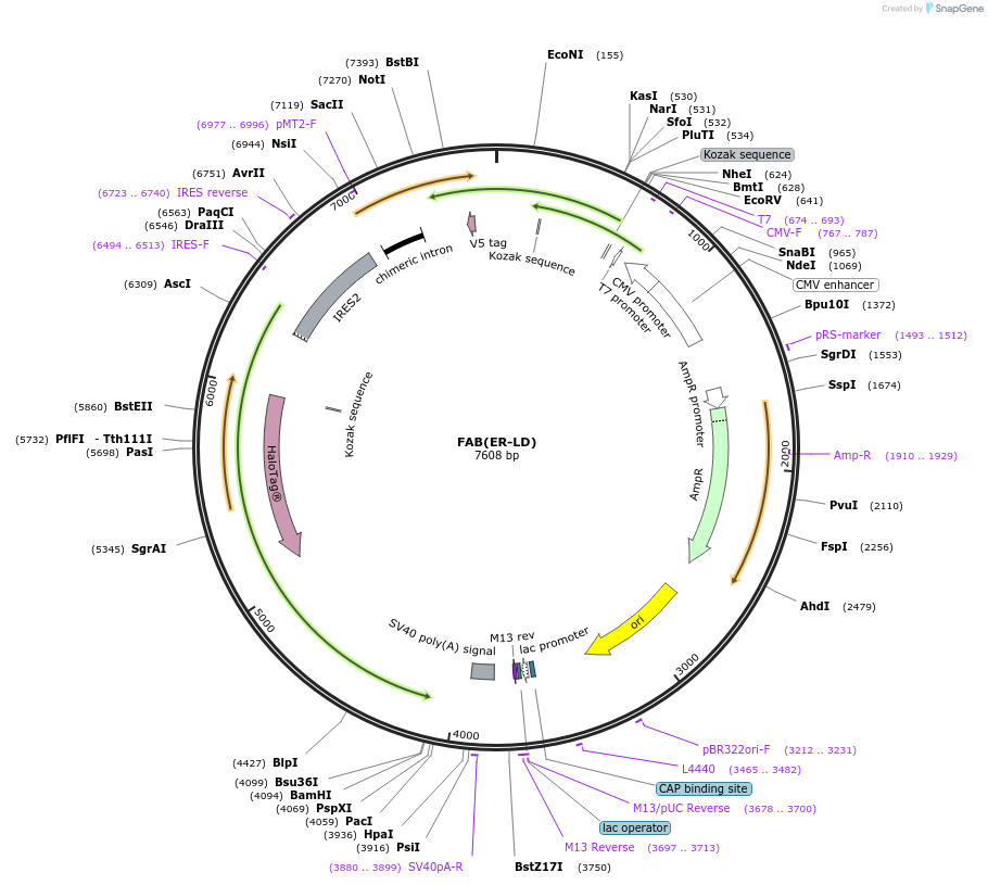 214424-plasmid-map-sequence-id-426359