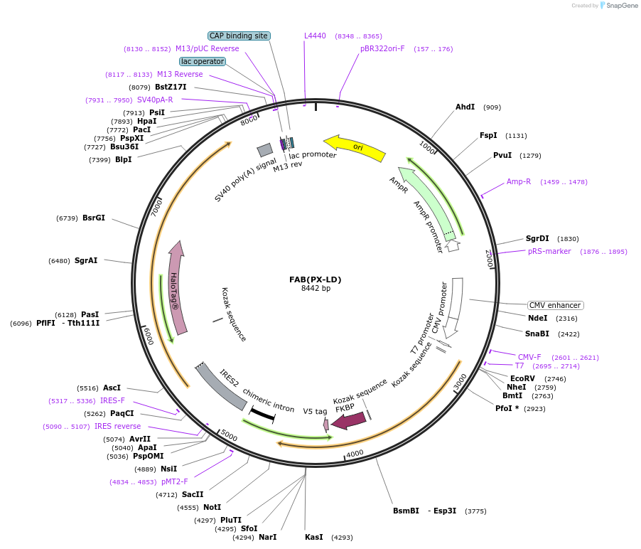 214426-plasmid-map-sequence-id-426360