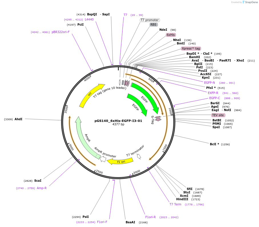 211889-plasmid-map-sequence-id-426370